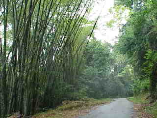 T.bamboo.jpg (10994 octets)